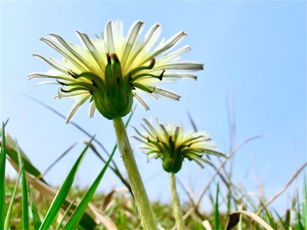 ロゼット 冬に咲くタンポポの花茎が短いのはなぜ アタマの中は花畑