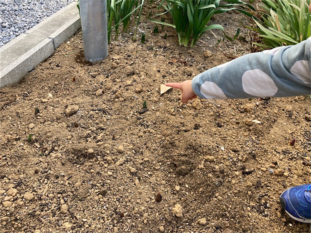 3歳の息子と作るチューリップ畑 発芽した芽が緑色じゃない 赤や黄色でも問題ないの アタマの中は花畑