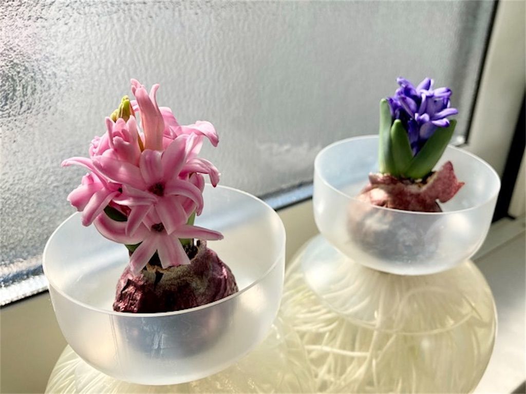 f:id:matundaba79:20220207012849j:image