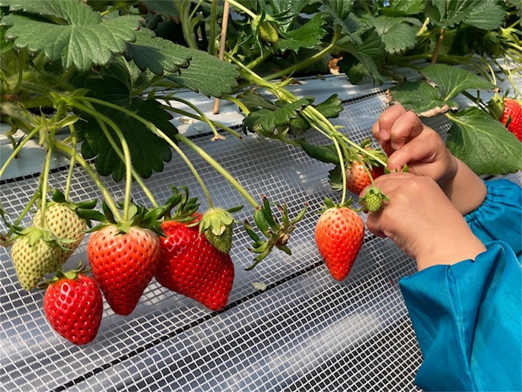 いちご狩り 甘いいちごの見分け方について せっかくなら甘い実を食べたい アタマの中は花畑 いちご狩り 甘いいちごの見分け方について せっかくなら甘い実を食べたい アタマの中は花畑