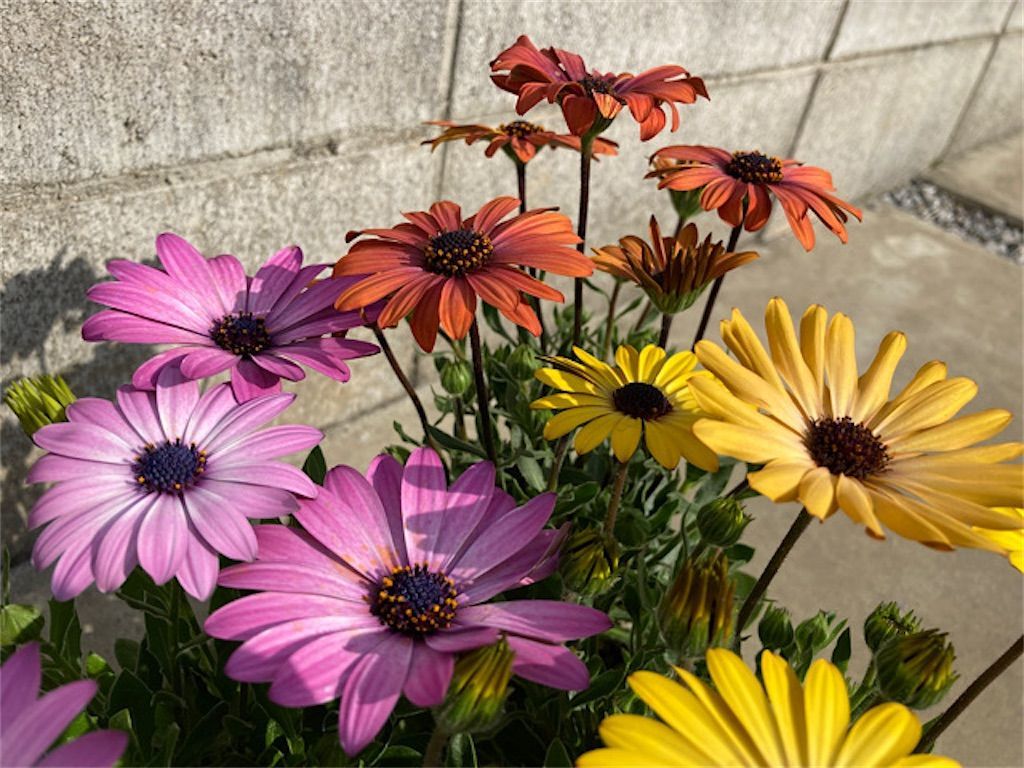 オステオスペルマム 何年も花を楽しみたい 夏越し 冬越しの方法について アタマの中は花畑
