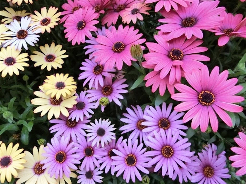 オステオスペルマム 何年も花を楽しみたい 夏越し 冬越しの方法について アタマの中は花畑