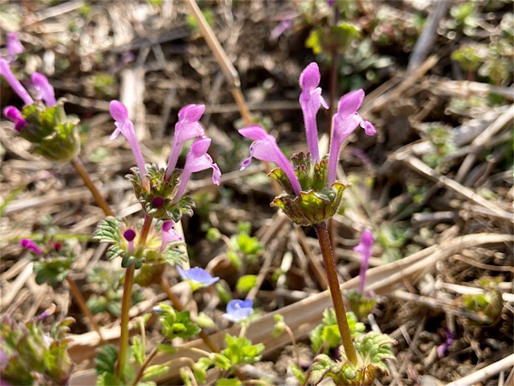 野草 スイバとギシギシの見分け方 それぞれの特徴 違いについて アタマの中は花畑 野草 スイバとギシギシの見分け方 それぞれの特徴 違いについて アタマの中は花畑