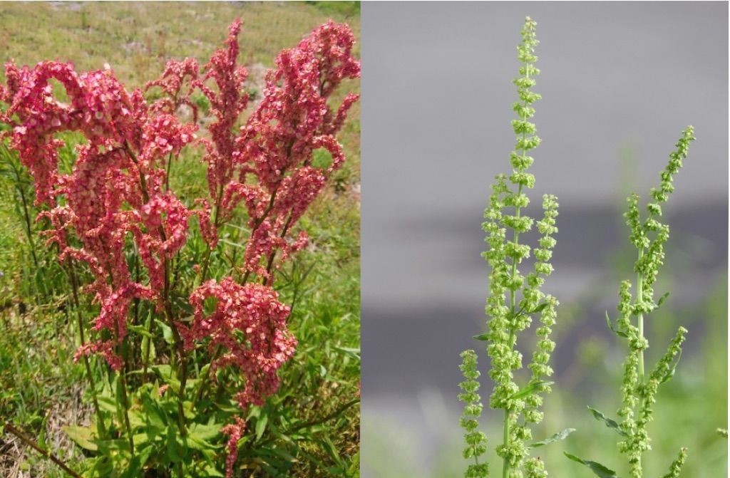 野草 スイバとギシギシの見分け方 それぞれの特徴 違いについて アタマの中は花畑