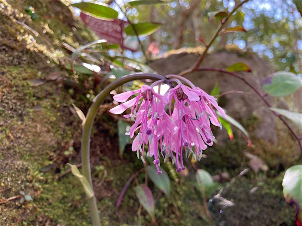 f:id:matundaba79:20220411224845j:image