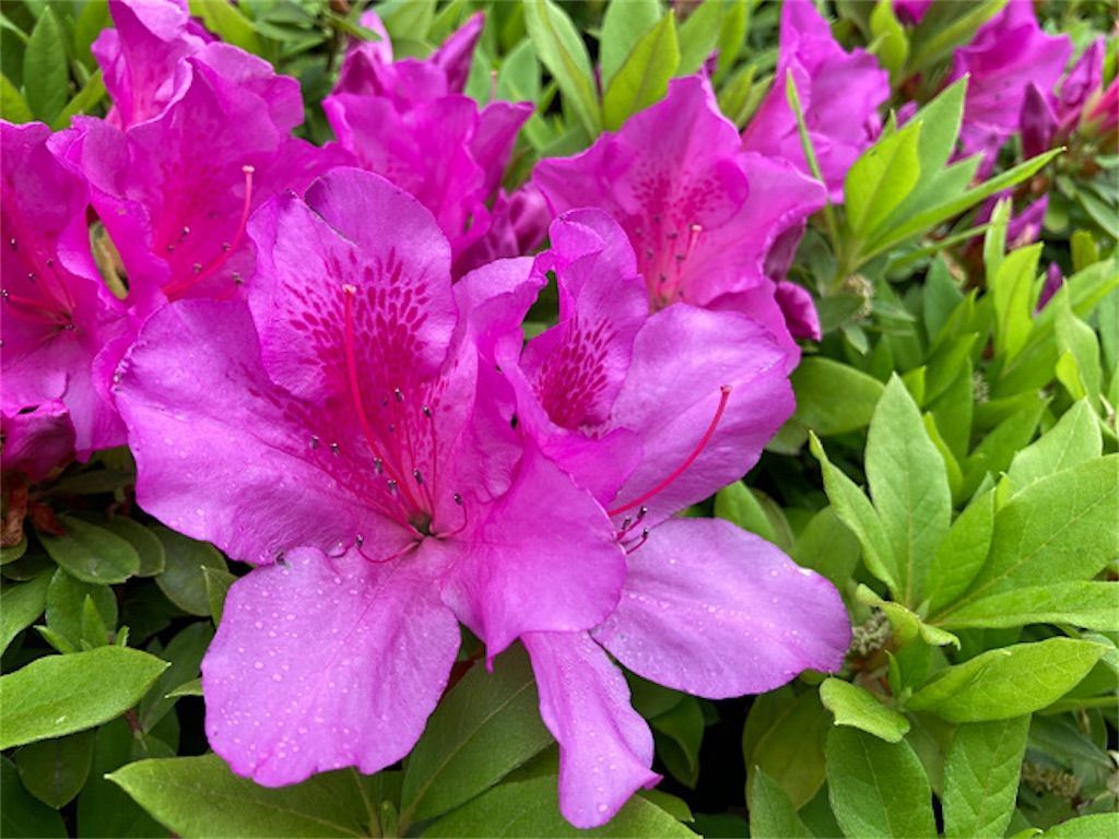 ツツジ 4 5月頃に開花する赤紫 ピンク 白の花の名前について アタマの中は花畑
