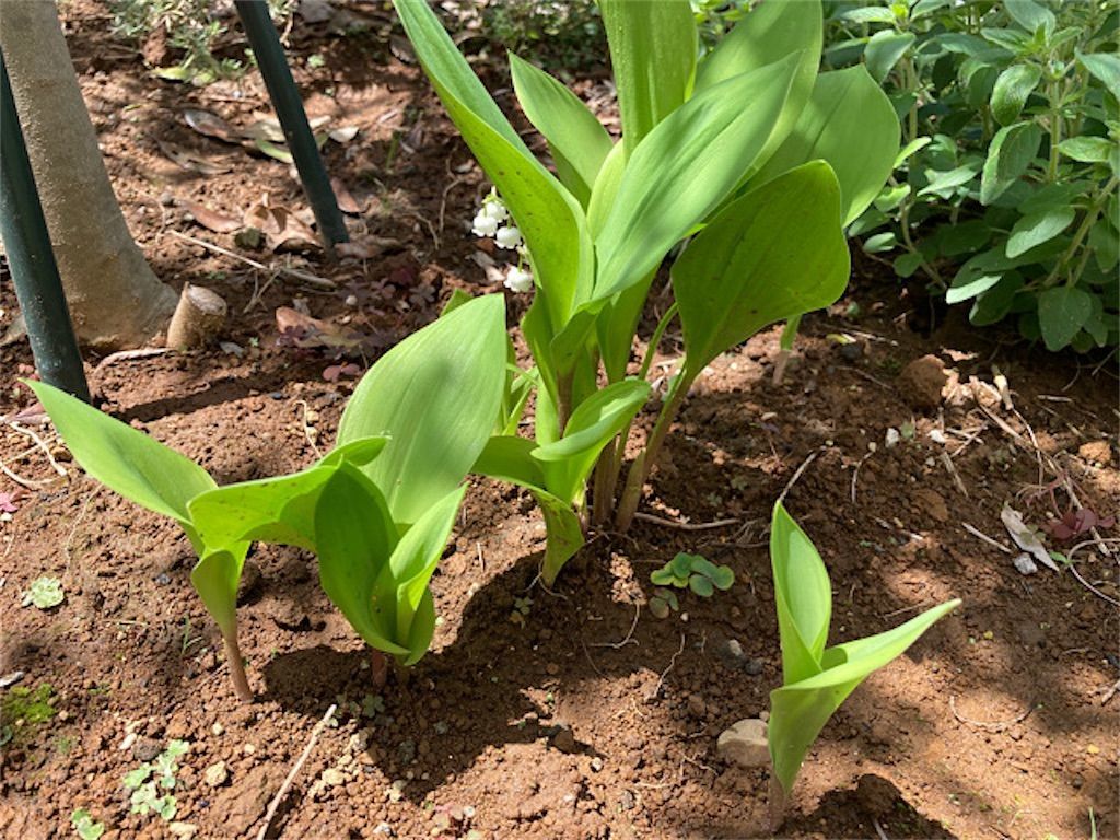 f:id:matundaba79:20220423220624j:image