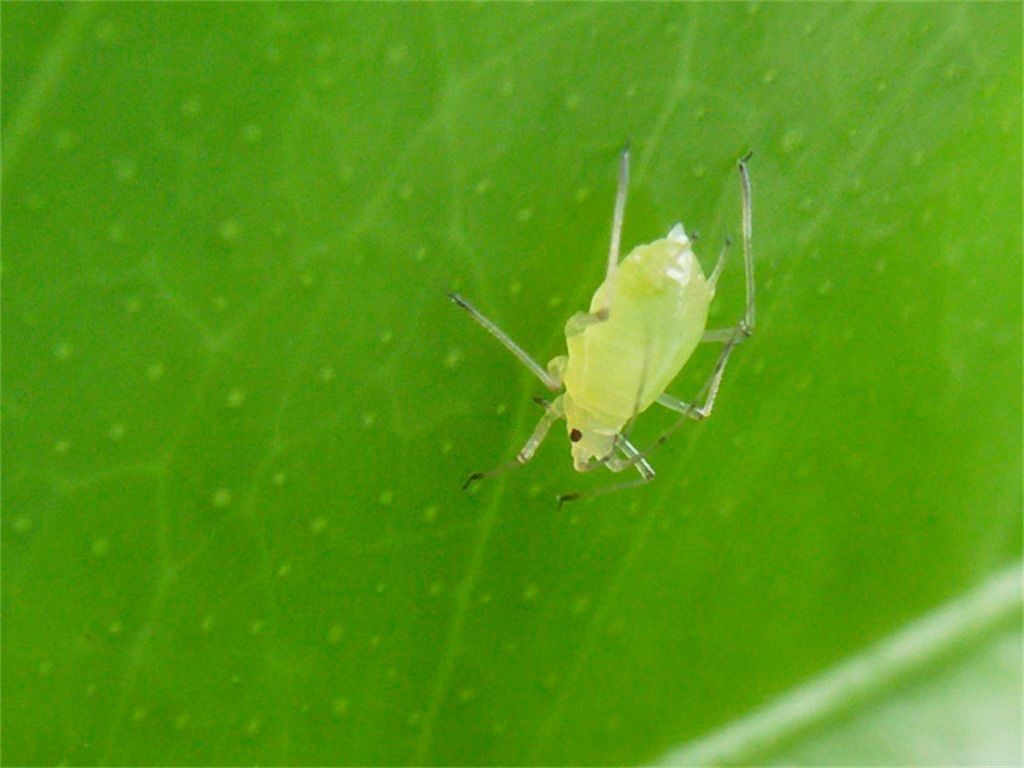空豆 ソラマメにアブラムシが付着した時の対策 駆除方法は アタマの中は花畑 空豆 ソラマメにアブラムシが付着した時の対策 駆除方法は アタマの中は花畑