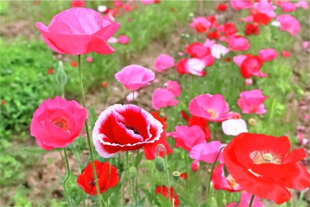 f:id:matundaba79:20220509220705j:image
