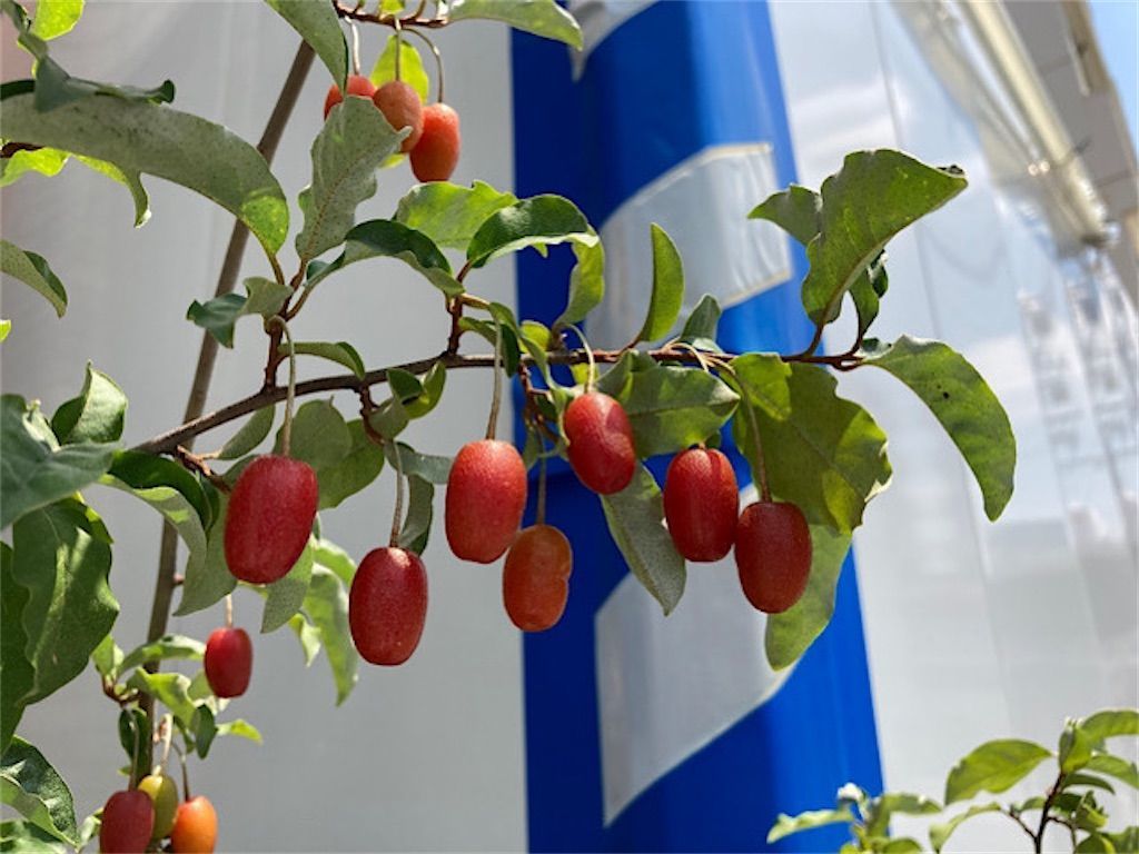 茱萸 果物のグミとお菓子のグミの関係は 名前の由来について アタマの中は花畑
