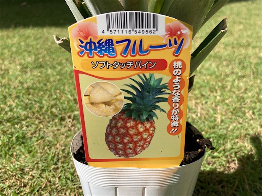 ピーチパイン①】念願の苗購入！ソフトタッチパインとは同じ品種なの
