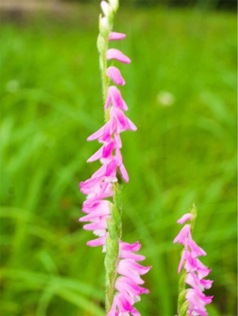 ネジバナ なぜ花が捻れる 螺旋状に開花する理由について アタマの中は花畑 ネジバナ なぜ花が捻れる 螺旋状に開花する理由について アタマの中は花畑