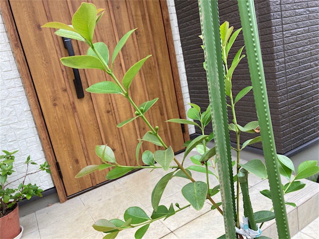 グアバ いよいよ開花 グアバに自家結実性はあるのか アタマの中は花畑