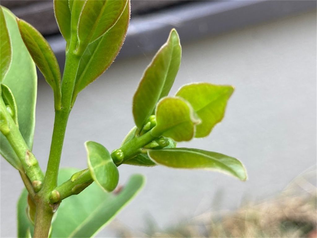 グアバ いよいよ開花 グアバに自家結実性はあるのか アタマの中は花畑