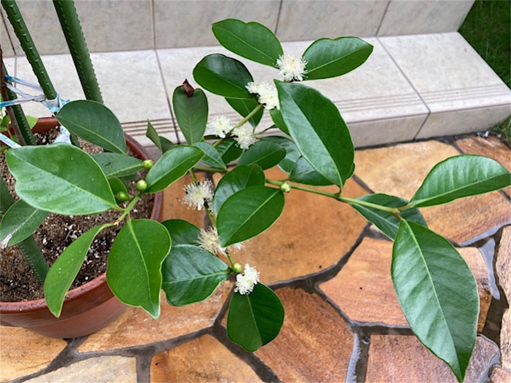 グアバ いよいよ開花 グアバに自家結実性はあるのか アタマの中は花畑