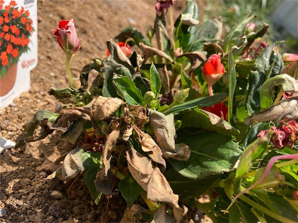 サンパチェンス 高温障害で株が枯れた 生育適温はどのくらい アタマの中は花畑