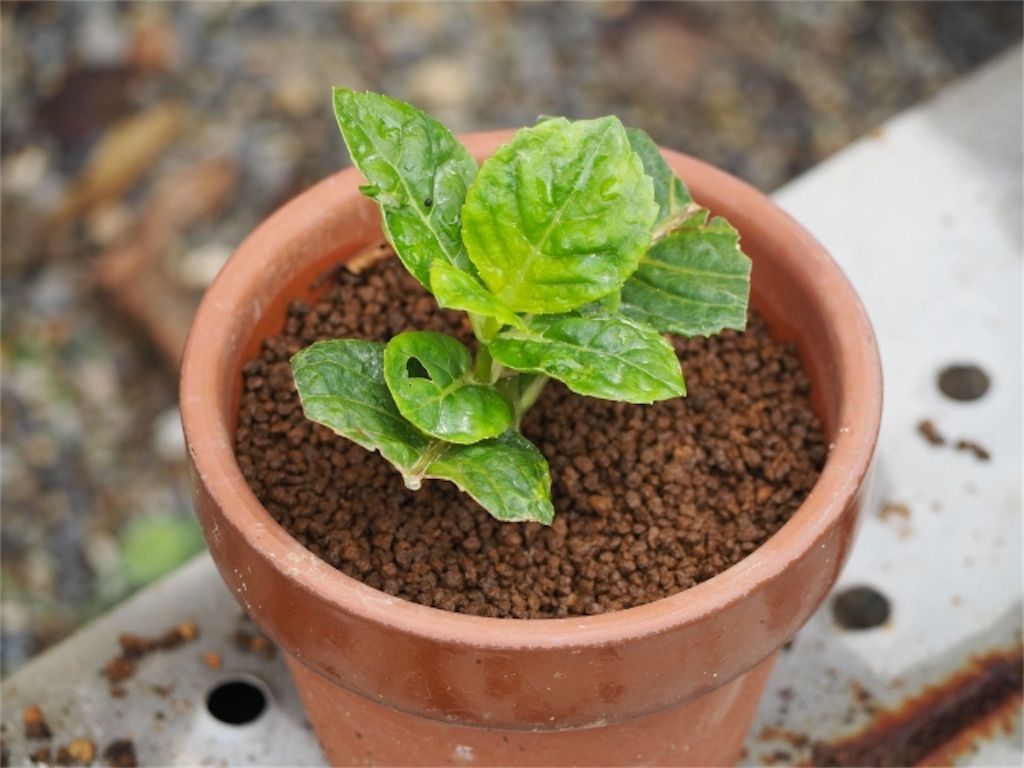 雑談 植物の雌株 雄株はどうやって決まる アタマの中は花畑