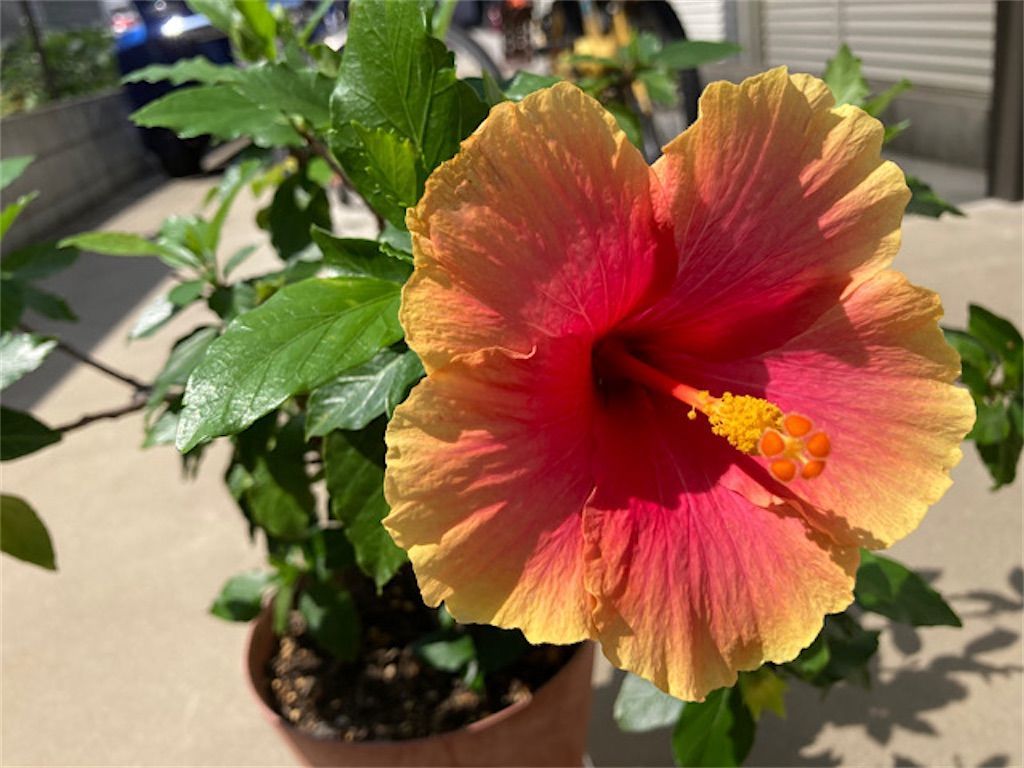 ハイビスカス】同じサイズの鉢でも問題なし！？〜植え替えから2カ月