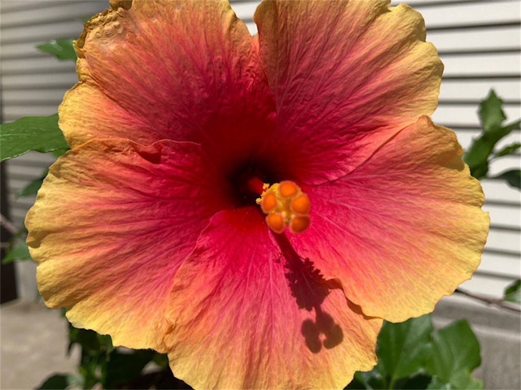 ハイビスカス】同じサイズの鉢でも問題なし！？〜植え替えから2カ月