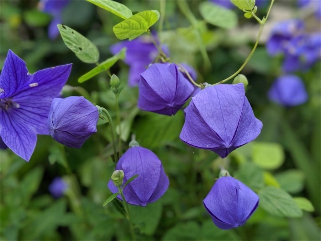 f:id:matundaba79:20220727194835j:image