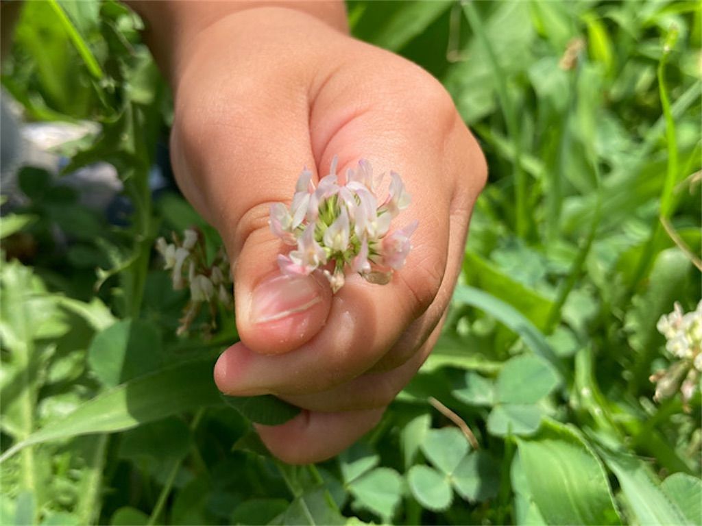 シロツメクサ 稀に赤みを帯びた花が咲くのはなぜ アタマの中は花畑