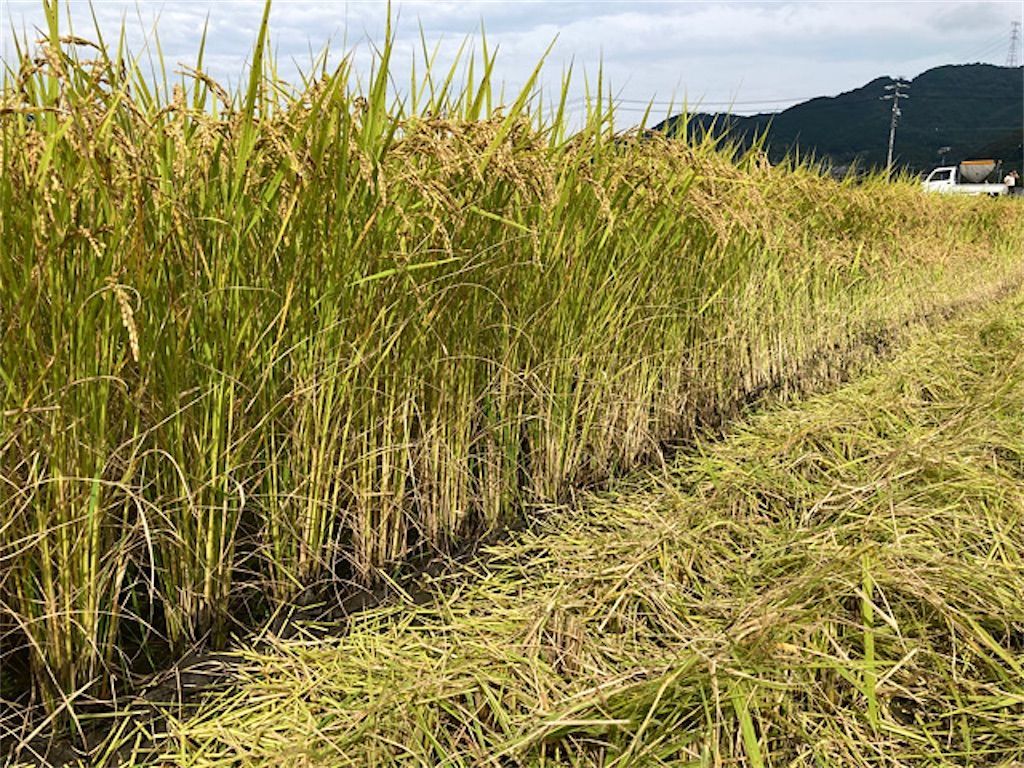 【稲刈り】籾(もみ)に触れると肌が痒くなるのはなぜ? - アタマの中は花畑