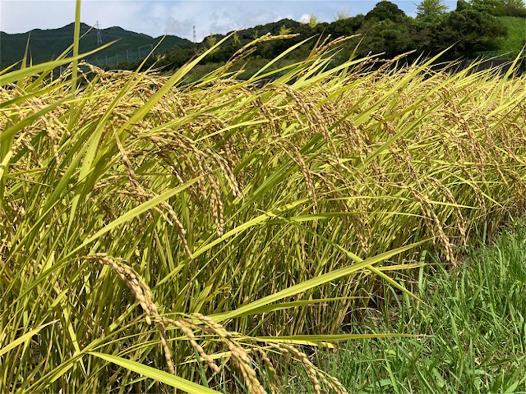 【稲刈り】籾(もみ)に触れると肌が痒くなるのはなぜ? - アタマの中は花畑