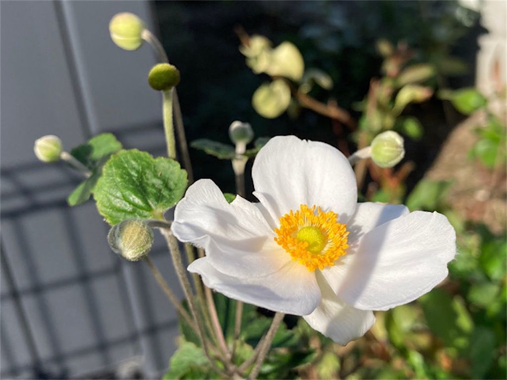 秋明菊 シュウメイギクと菊は同じ仲間 名前の由来について アタマの中は花畑 秋明菊 シュウメイギクと菊は同じ仲間 名前の由来について アタマの中は花畑