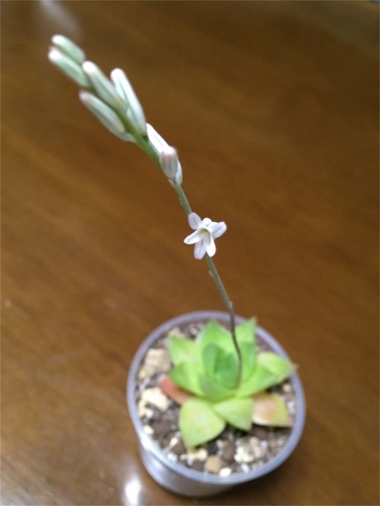 ハオルチア 葉の先端が半透明なのはなぜ アタマの中は花畑