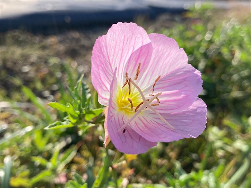 ヒルザキツキミソウ ピンク色の花を咲かせる野草 ツキミソウとの違いは アタマの中は花畑 ヒルザキツキミソウ ピンク色の花を咲かせる野草 ツキミソウとの違いは アタマの中は花畑