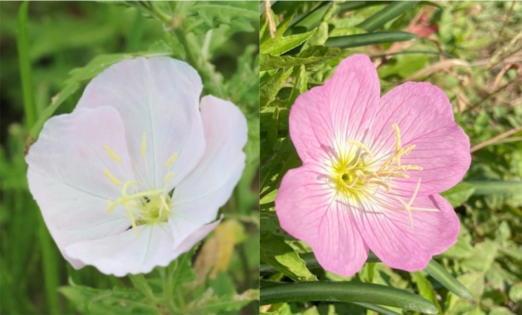 ヒルザキツキミソウ ピンク色の花を咲かせる野草 ツキミソウとの違いは アタマの中は花畑 ヒルザキツキミソウ ピンク色の花を咲かせる野草 ツキミソウとの違いは アタマの中は花畑