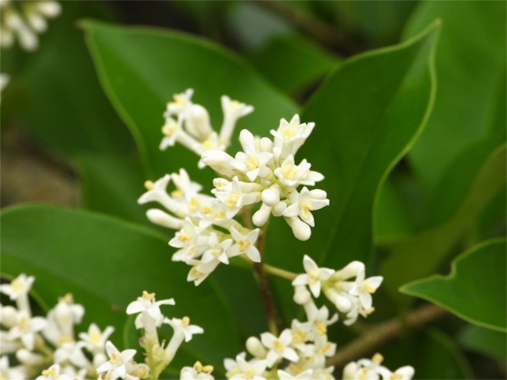 f:id:matundaba79:20221116213336j:image