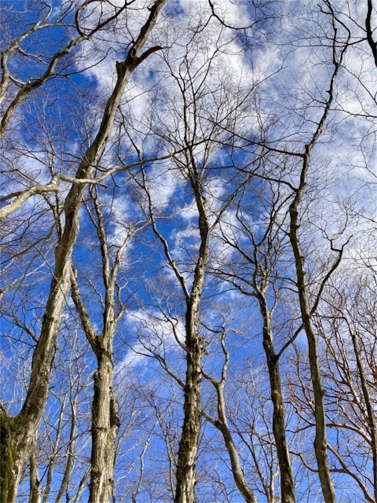 雑談】落葉樹は冬になると必ず葉が落ちるのか？ - アタマの中は花畑 落葉樹 冬季の無葉状態（ディズニーシー産）