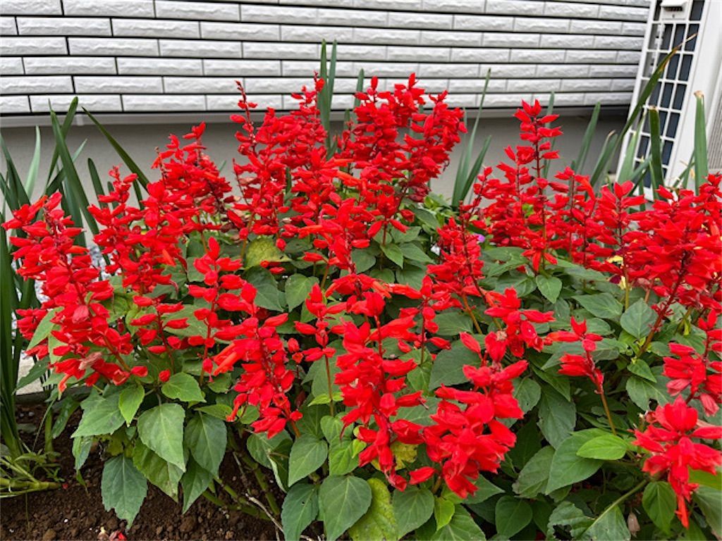 Potechino 半袖長袖2way 立体お花モチーフ 赤 ナイロン ジャケット ニチニチソウ】夏咲きの植物は寒くなると花のサイズも小さくなる