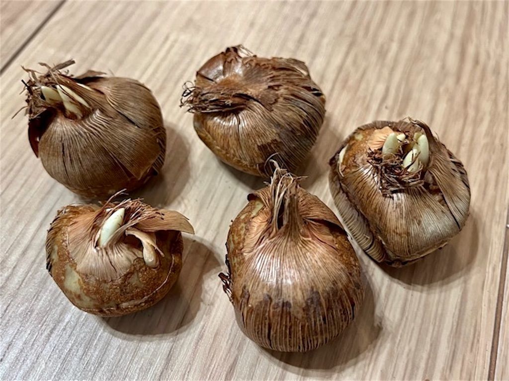 f:id:matundaba79:20221201215638j:image