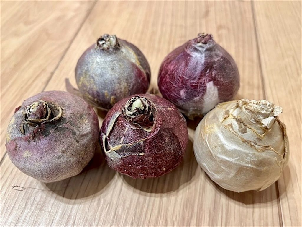 f:id:matundaba79:20221201215645j:image