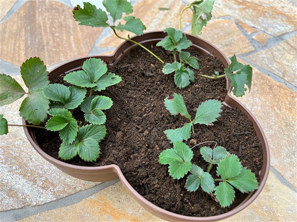 f:id:matundaba79:20221205084933j:image f:id:matundaba79:20221205084933j:image