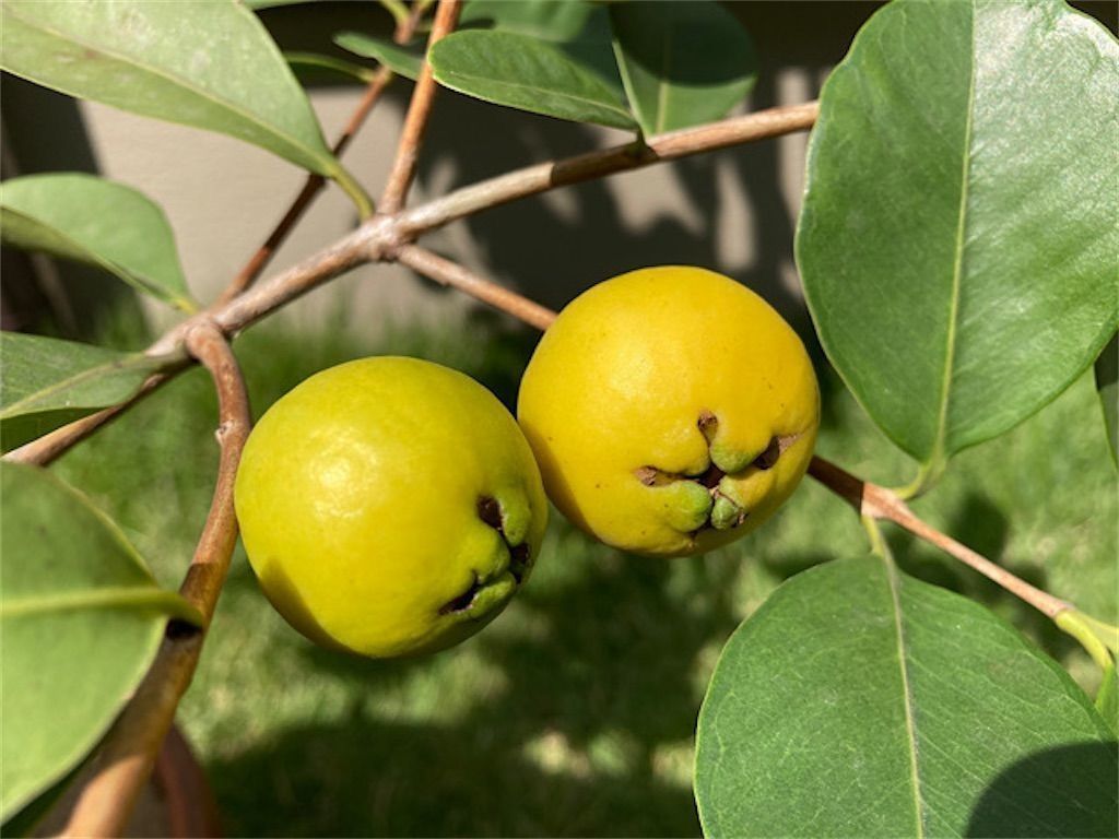 ストロベリーグアバ。果樹。鉢ごと無料で発送致します。 ストロベリーグアバ。観葉植物 鉢ごと無料で発送致します