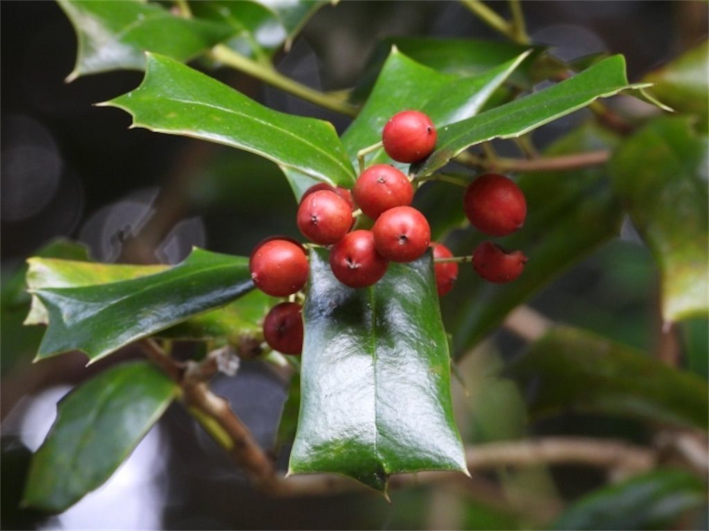 f:id:matundaba79:20221221235224j:image