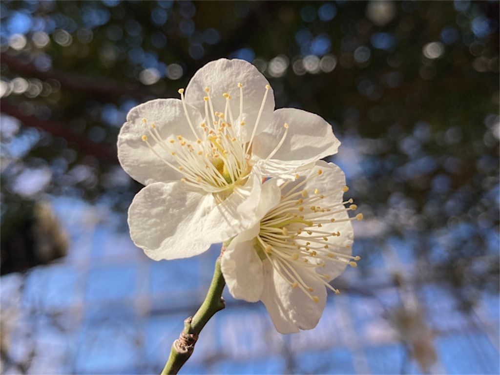 f:id:matundaba79:20221223084110j:image