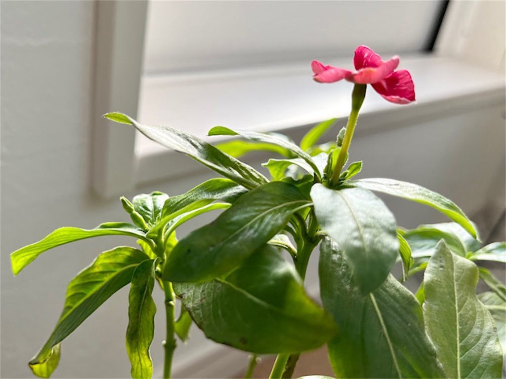 f:id:matundaba79:20230115094426j:image