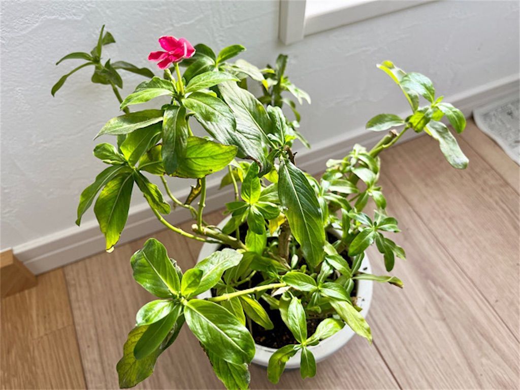 f:id:matundaba79:20230115094431j:image