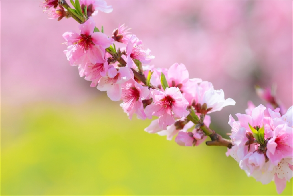 f:id:matundaba79:20230125223604p:image