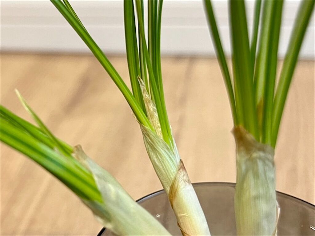 f:id:matundaba79:20230220083903j:image f:id:matundaba79:20230220083903j:image