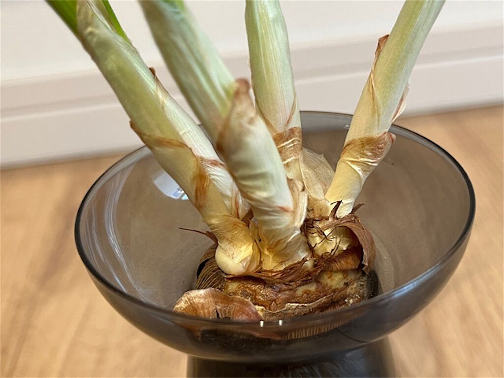 f:id:matundaba79:20230220083909j:image f:id:matundaba79:20230220083909j:image