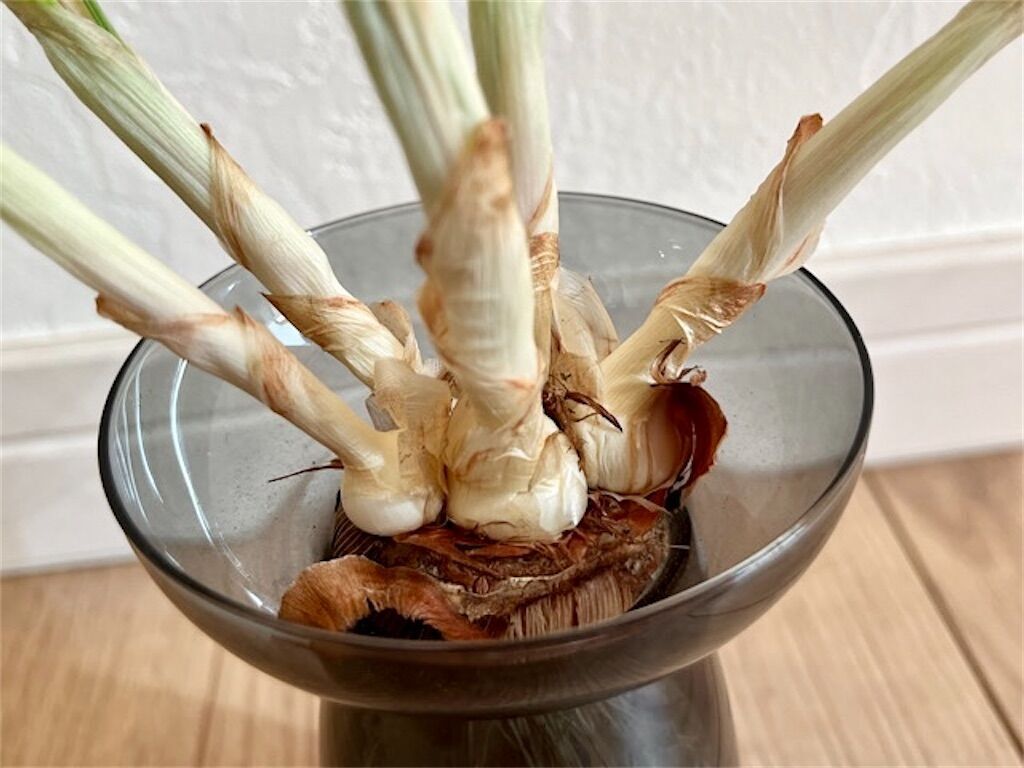 f:id:matundaba79:20230301084622j:image f:id:matundaba79:20230301084622j:image