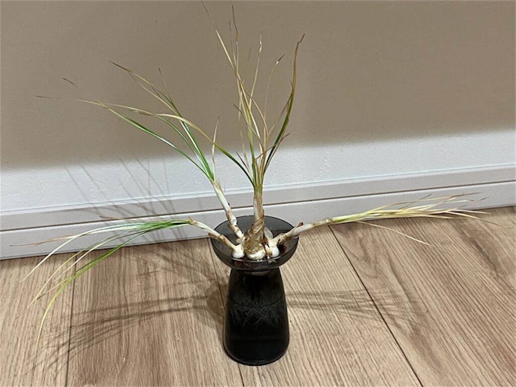 f:id:matundaba79:20230308210443j:image f:id:matundaba79:20230308210443j:image