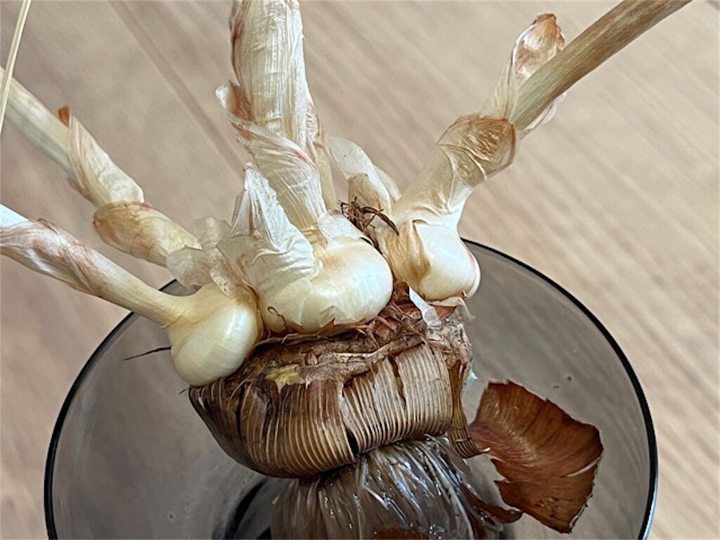 f:id:matundaba79:20230317112716j:image f:id:matundaba79:20230317112716j:image