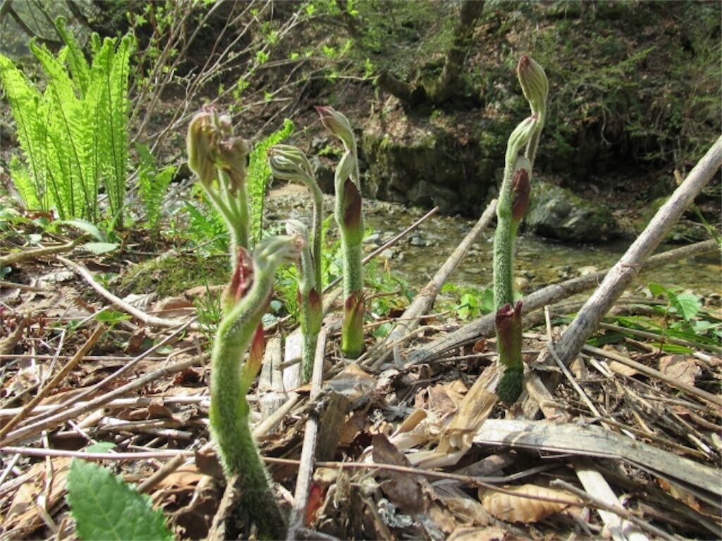 f:id:matundaba79:20230330205924j:image