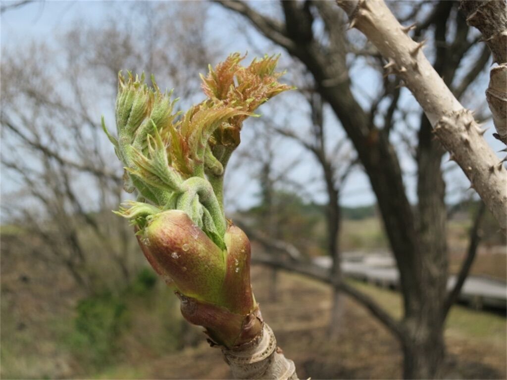 f:id:matundaba79:20230330205929j:image